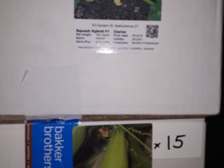 legume Seminte  Profesionale -importator exclusiv Porumb dulce Sweet Nugget foto 5