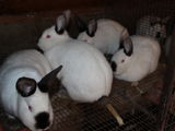 кролики  iepuri, мясо  carne 130 лей/кг foto 4