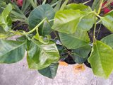 Магнолия Суланжа (Magnolia soulangeana) foto 9