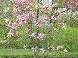Магнолия Суланжа (Magnolia soulangeana) foto 1