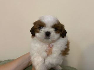 Mini ShihTzu! foto 2