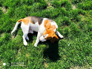 Beagle la împerechere Tricolor