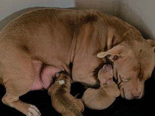 American Bully foto 7