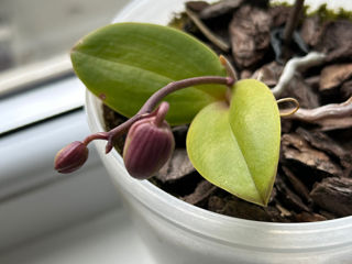 Орхидеи foto 4