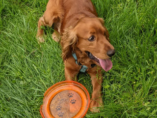 Cautam fetita Cocker Spaniel pentru imperechere . foto 9