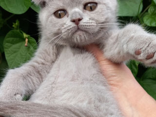 Scottish fold foto 1