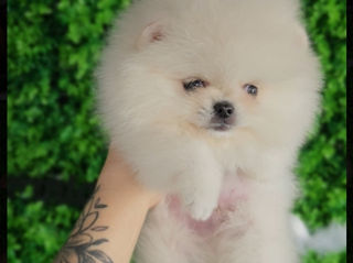 Super Mini Spitz Pomeranian