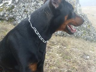 Doberman la imperechere foto 4