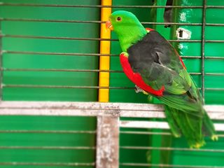 Доставка - Продам - краснокрылый попугай, птенец foto 1