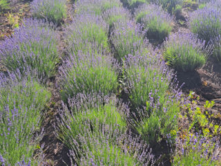 Lavanda foto 9