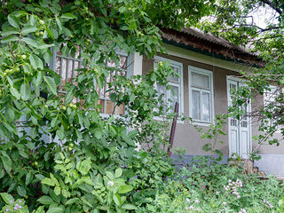 Дом  в Сынжерей  Лазовск foto 6