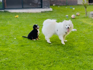 Câine samoyed foto 1