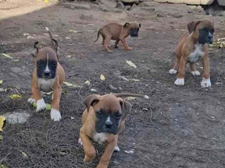 Vând căței de rasă Boxer German foto 5