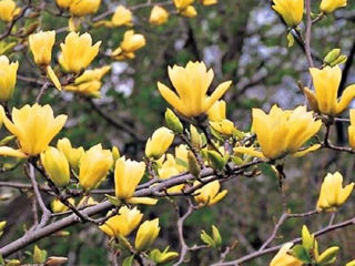 Magnolia Asortiment mare foto 5