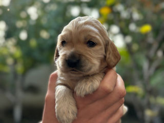 Cățeluși de rasă, cocker spaniel!