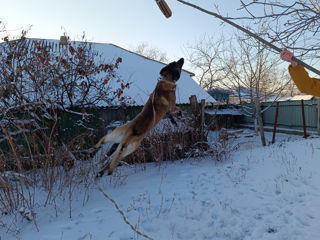 Ciobanesc belgian malinois la împerechere foto 3