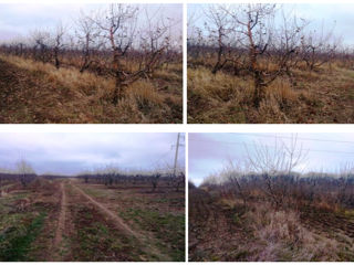 Livada de măr cu teren agricol aferent foto 1