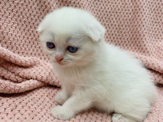 Scottish fold and streight foto 9