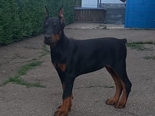 Caţei rasa pura Doberman foto 4