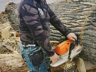 Servicii de tăiere a copacilor la cele mai accesibile preturi si cea mai inalta calitate! foto 10