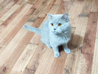 British Shorthair împerechere foto 3