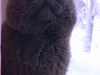 British Shorthair Blue Cat-Вязка с британцем foto 5