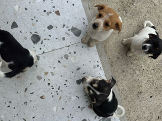 Pui Jack Russell Terrier (metis) de vânzare  foto 4