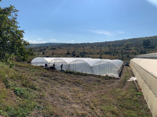 Constructii de Sere pentru Capsune, AgroSera-Prim foto 8