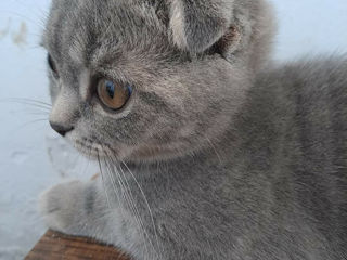 Scottish fold foto 7