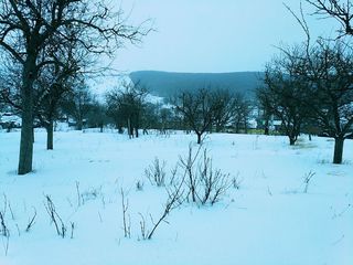 Участок - 30 соток (Калараш, Паланка)Chișinăul 70 km distanță... SITE 30 a. foto 6