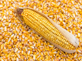 Компания закупает кукурузу по выгодному ценам