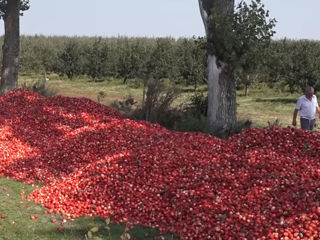 Яблоки на сок            Mere la suc foto 2