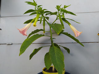 Бругмансия ароматная.( Brugmansia suaveolens) Труба ангела.(Граммофон цветок) Бругмансия душистая.. foto 9