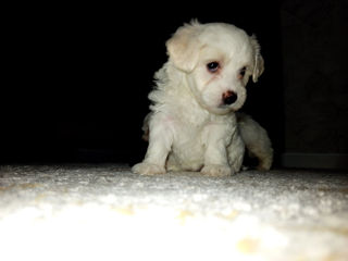 Bichon maltez foto 4