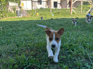 Jack Russell Terrier foto 2