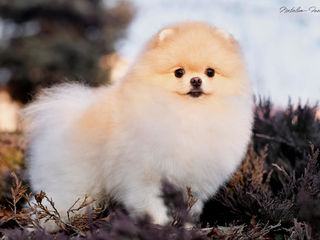 Pomeranian-FCI(Pedegree) foto 1