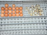 incubator automat 1584 oua gaina la doar 3800 lei foto 2