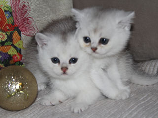 Pisica / Pisoi British Shorthair Chinchilla de Vânzare  foto 0