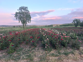 Vindem rădăcină de trandafiri