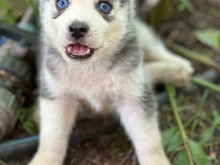 Vând cei mai drăgălași  husky foto 2