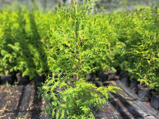 Thuja Brabant foto 4