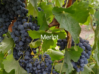 Vind poama cabernet si merlot si must  продаю виноград каберне и мерло и муст foto 2