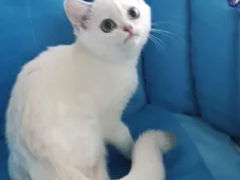 Серебристые , синеглазые британские  котики от титулованных родителей. foto 6