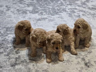 Toy Poodle foto 6