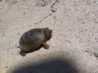 черепаха foto 1
