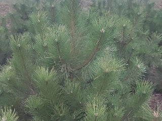 Pin, сосна pinus nigra foto 4