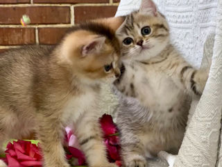 British shorthair golden shaded /tabby