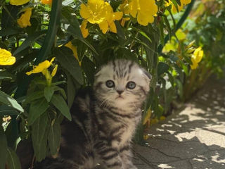 Видео в обьявлении .Шотландские котята фолд , окрас- "Черный мрамор на серебре" foto 6