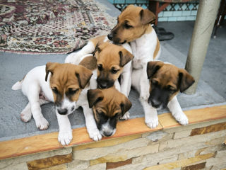 Catelusi Fox Terrier foto 0