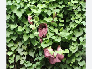 Aristolochia